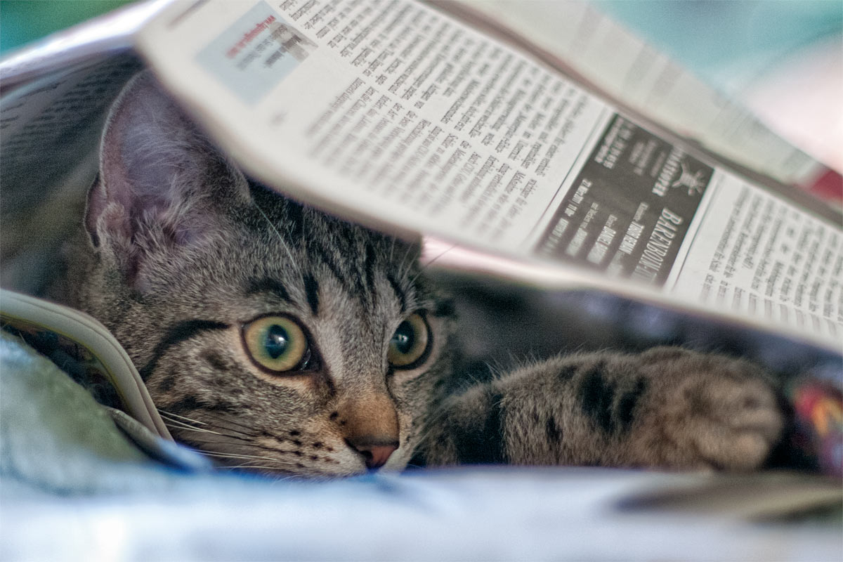 Katze Martha unter einer Zeitung